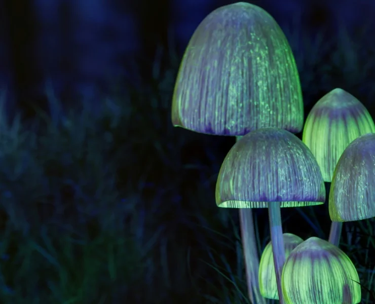 glowing mushrooms